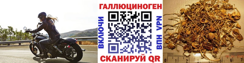 ОМГ ОМГ ONION  купить наркотики цена  Чадан  Галлюциногенные грибы мицелий 